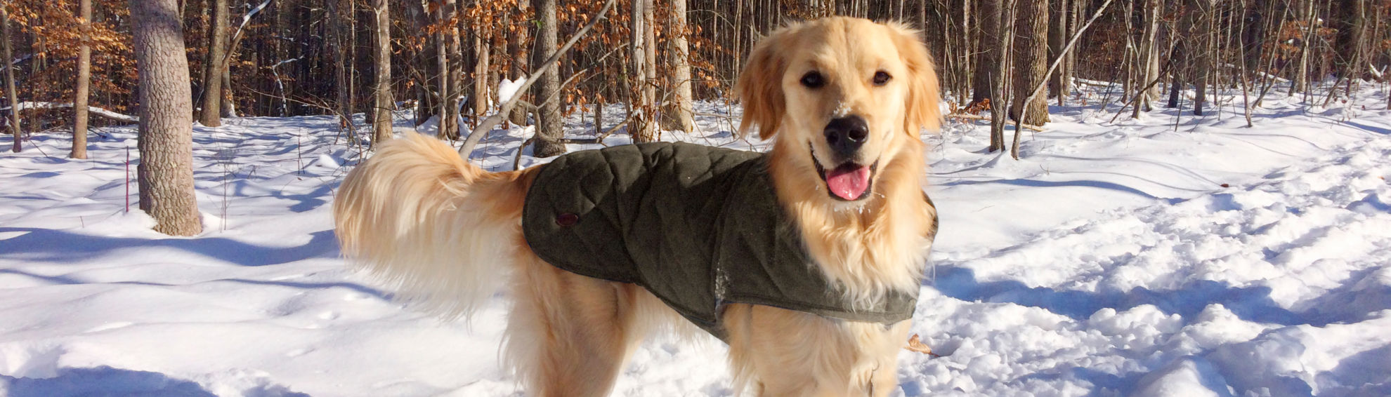 A golden retriever standing in the snowy woods wearing a jacket